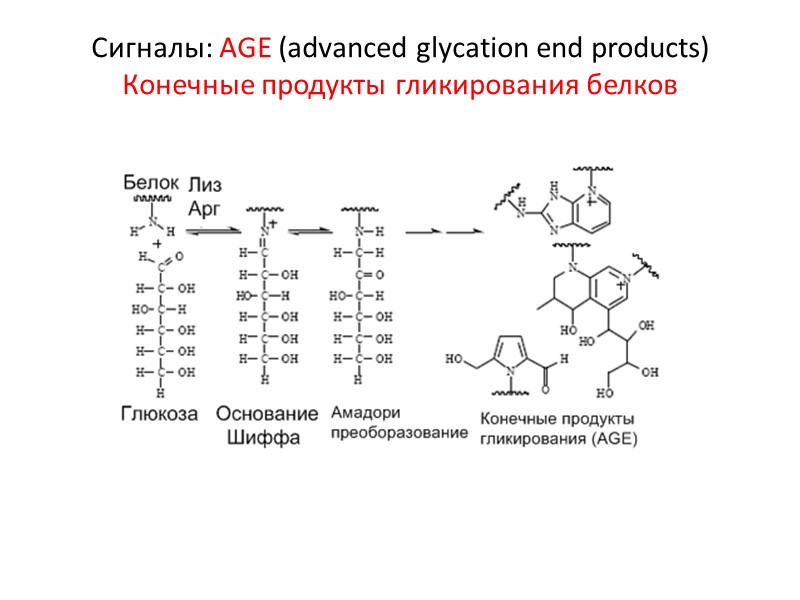 Сигналы: AGE (advanced glycation end products) Конечные продукты гликирования белков